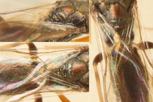 Réf. 194 267 : Trigonoderus sp.